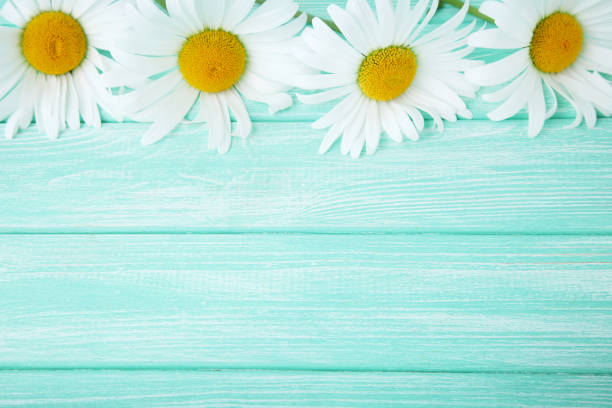 istock Chamomile flowers on mint wooden table 981463330