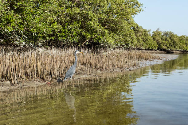 istock Western Reef Heron in Mangrove National Park, UAE 981468244