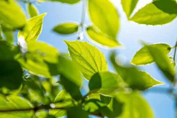Branch of young solar green leaves on a background of foliage and blue sky.