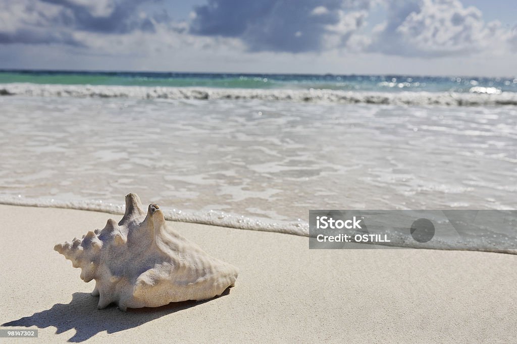 sea shell beach of tulum  Animal Shell Stock Photo