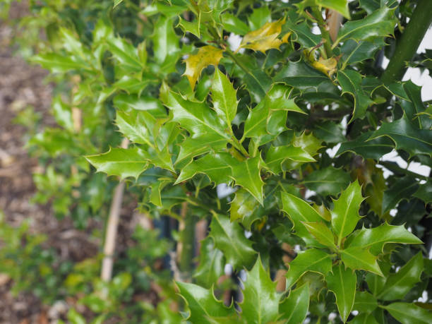 istock christmas Holly plant 981476444