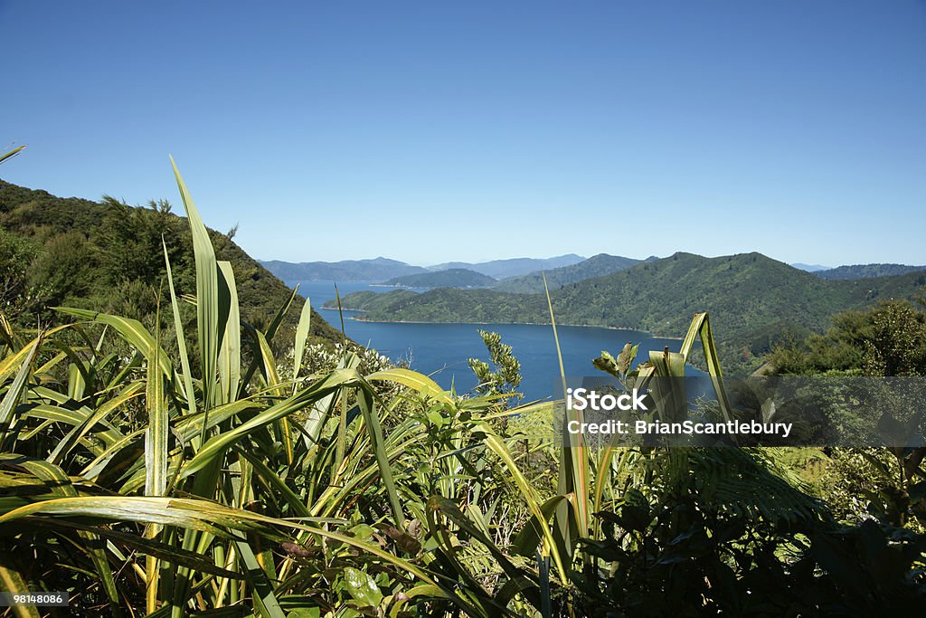 Bush, mare e del cielo, Nuova Zelanda magnifico paesaggio. - Foto stock royalty-free di Ambientazione esterna