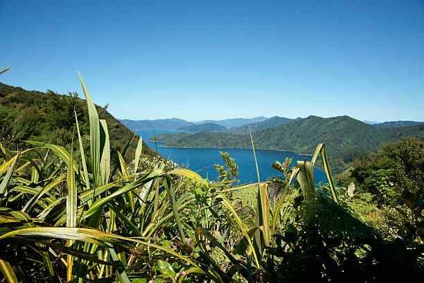 ブッシュ、海と空、美しいニュージーランドの景色をご覧いただけます。 - queen charlotte sound ストックフォトと画像