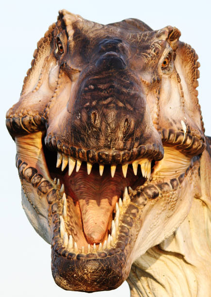 istock Reconstruction of Tyrannosaurus rex 981481818