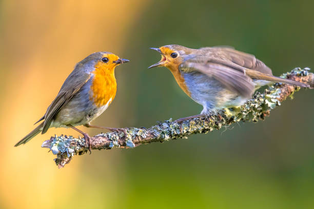 istock Mother Robin bird feeding young 981483160