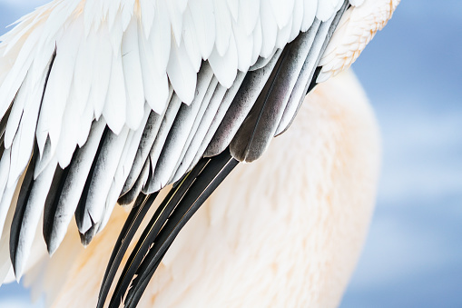 Abstract close-up great white pelican wing diagonal composition