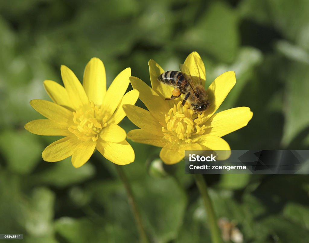 Ape e fiore - Foto stock royalty-free di Ala di animale