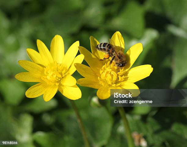 Ape E Fiore - Fotografie stock e altre immagini di Ala di animale - Ala di animale, Animale, Ape