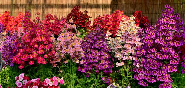 istock Schizanthus Flower / Butterfly Flower 981486498