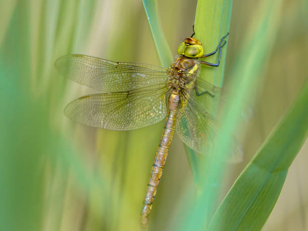 istock Green eyed hawker on  reed background 981488798