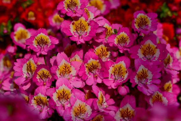 istock Schizanthus Flower / Butterfly Flower 981488974