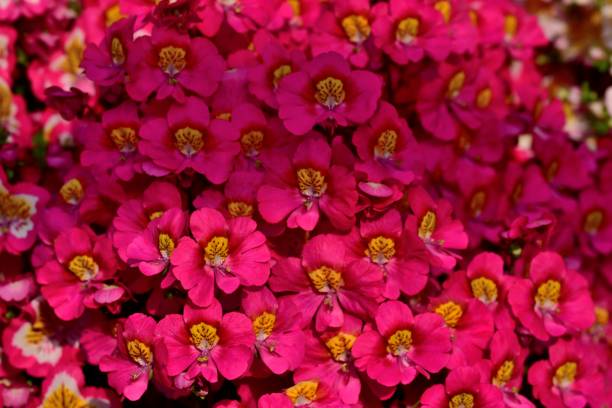 istock Schizanthus Flower / Butterfly Flower 981489180