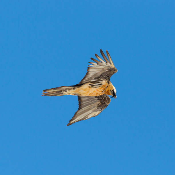 istock bearded vulture (gypaetus barbatus) flying in blue sky, wings open 981491314