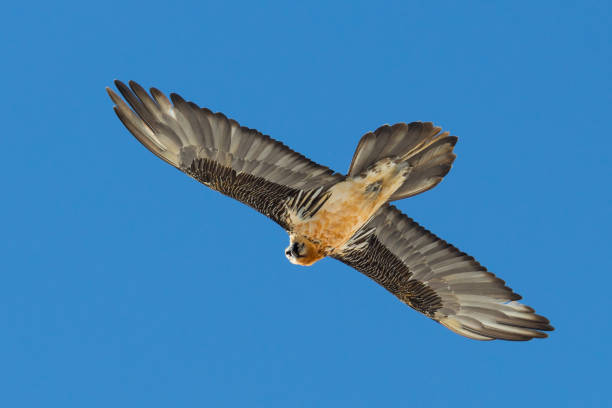istock flying adult bearded vulture (gypaetus barbatus) looking back, blue sky 981491360