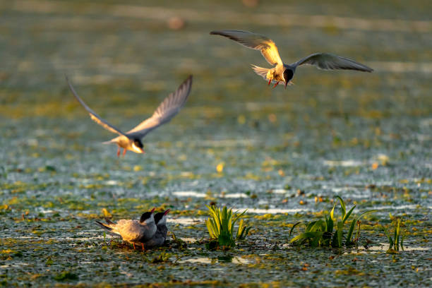 istock White Cheek Tern family and nest with Tern in flight in Danube Delta 981492804
