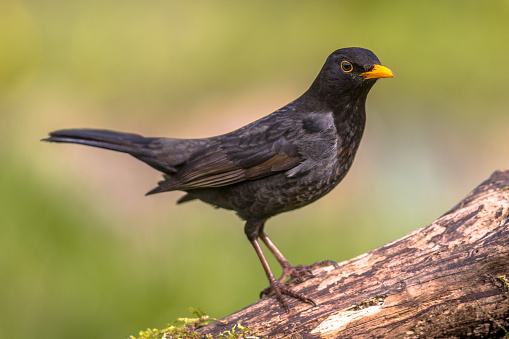 Common Blackbird (Turdus merula) perched on log with bright green background
