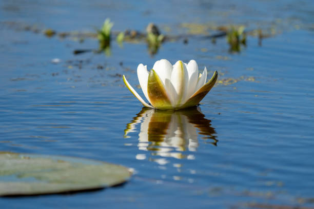istock White Water Lily floating on blue water in Danube Delta. Nenuphar (Nymphaea alba) 981496718