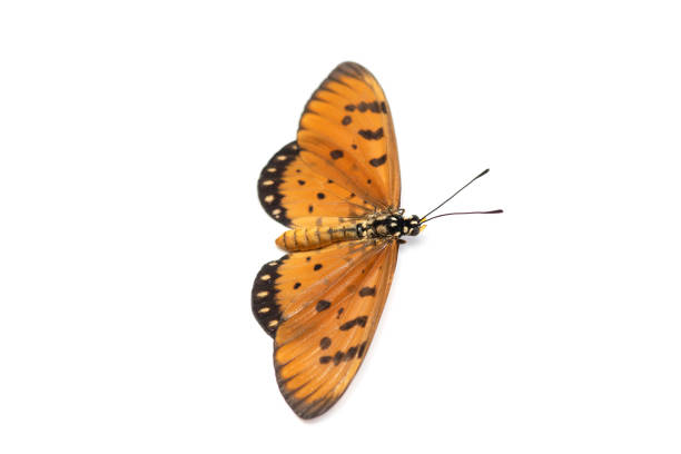 istock Tawny Coster Butterfly on White Background. 981499878