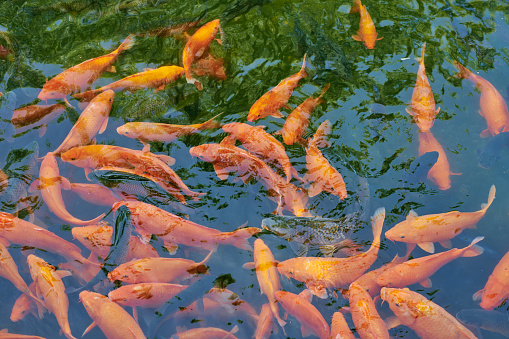 Close-up of red koi fish and carp in the water.