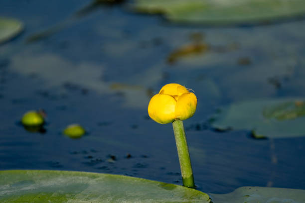 istock Small Yellow Lotus floating on blue water in Danube Delta, Europe 981501098