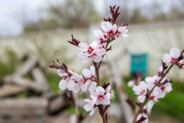 flowering peach. Peach blossoms close-up. Spring flowering of fruit trees