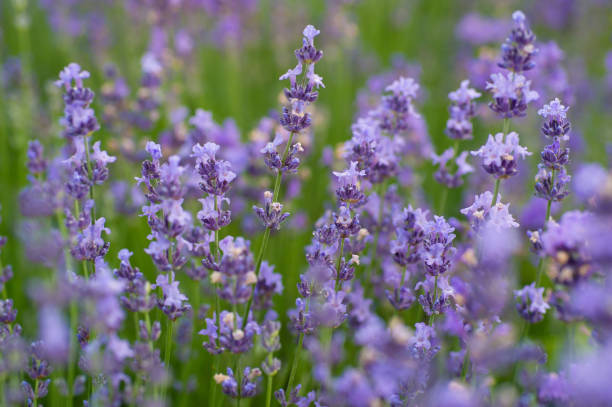 istock lavender flowers on field in summer 981506086
