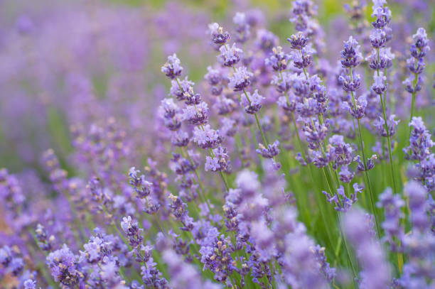 istock Lavender flower in full bloom closeup detail 981506382
