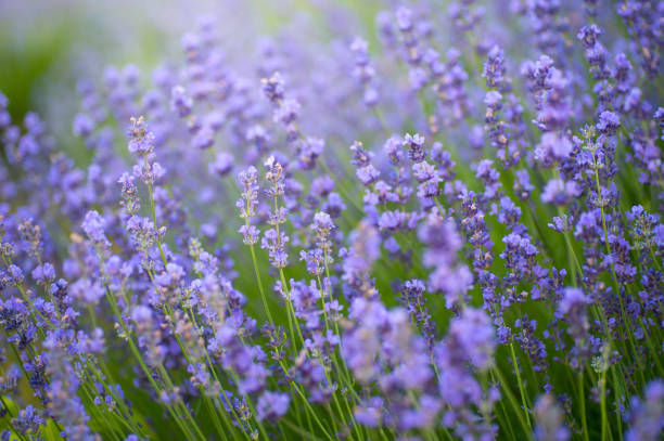 istock Close up of blossoming lavender in a field 981506404