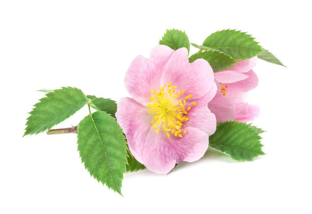 istock Rose hips (Rosa canina) blossom isolated on white background 981506692