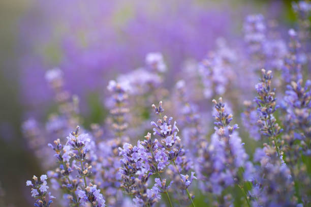 istock Lavender flowers in the field at the summer. 981506702