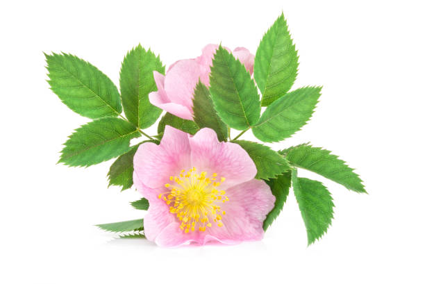 istock Rose hips (Rosa canina) blossom isolated on white background 981506710