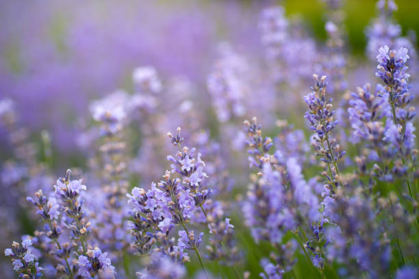 istock Lavender field in sunlight. Summer floral background 981506722