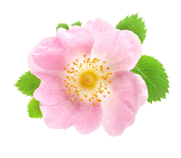 istock Dog rose (Rosa canina) flower isolated on white background 981506760