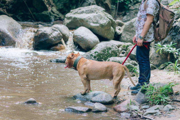 People walking with pit bull dogs on holiday at the waterfall.