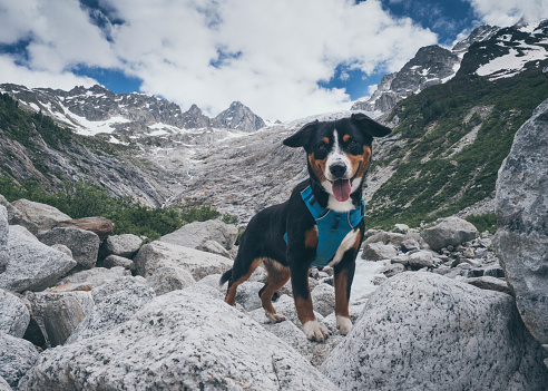 This litle mountain dog was so happy to hike in front of this glacier in the swiss alpes near to the Mont Blanc