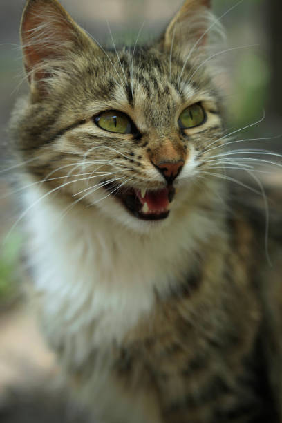 istock Portrait of cute cat 981507618