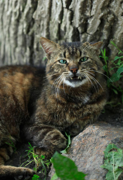 istock Portrait of cute cat 981507640