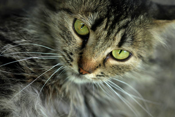 istock Portrait of cute cat 981507642