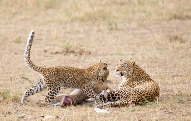 istock Female leopard with cub and prey in Masai Mara, Kenya. 981508266