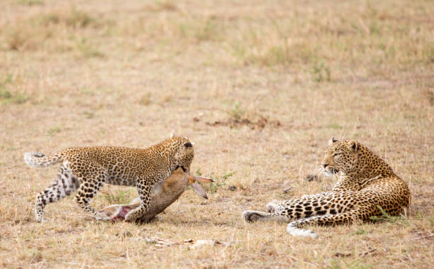 istock Female leopard with cub and prey in Masai Mara, Kenya. 981508402