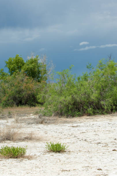 istock Steppe saline soils. saline  salt  in salt.  steppe  prairie  veldt veld. 981511658