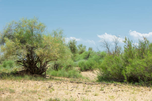 istock Steppe saline soils. saline  salt  in salt.  steppe  prairie  veldt veld. 981511780