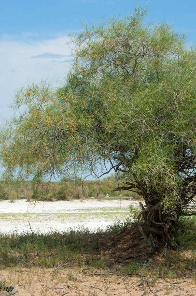 istock Steppe saline soils. saline  salt  in salt.  steppe  prairie  veldt veld. 981511894