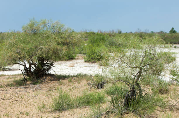 istock Steppe saline soils. saline  salt  in salt.  steppe  prairie  veldt veld. 981512072