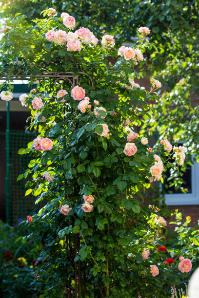 istock Blooming bush of pink climbing rose Cesar 981512772