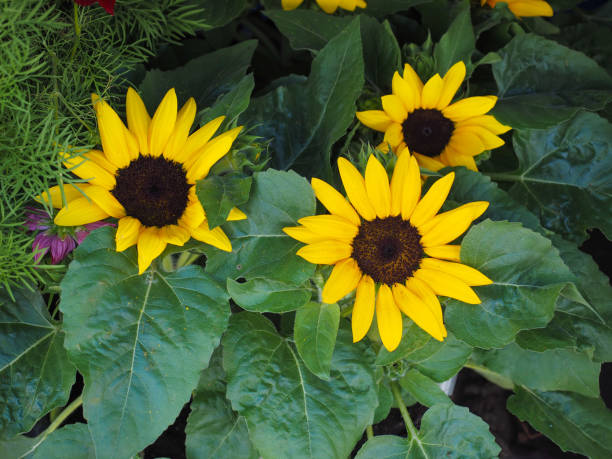 istock yellow sunflower flower 981515980