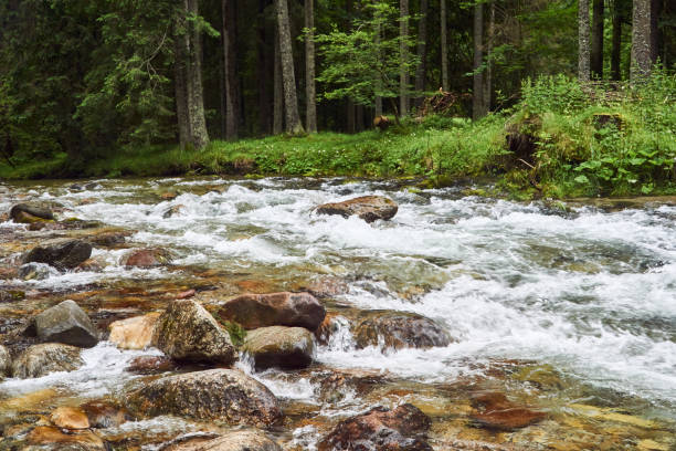 istock A mountain stream in the valley in the Tatra Mountains 981516704