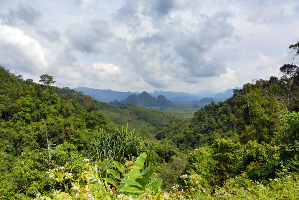 istock Khao Sok National Park 981517388