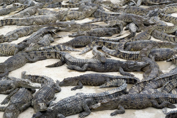 istock Many young crocodiles lies 981517992
