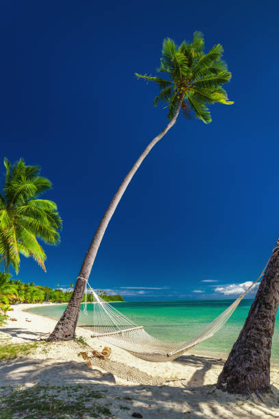 istock Empty hammock under tall palm trees, tropical beach, Fiji 981521222